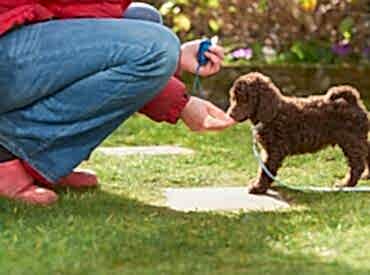 Yavru Köpek Eğitimi