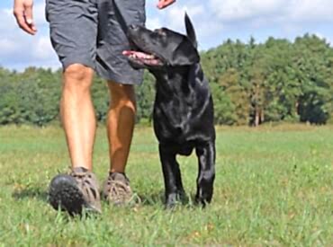 İleri İtaat Eğitimi