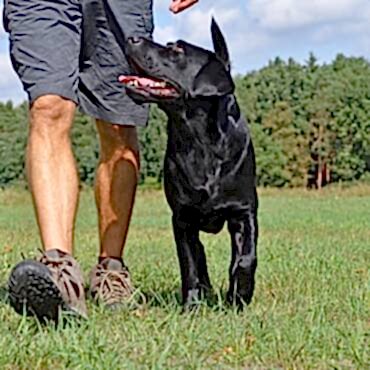 Köpeğinizin Karakteri