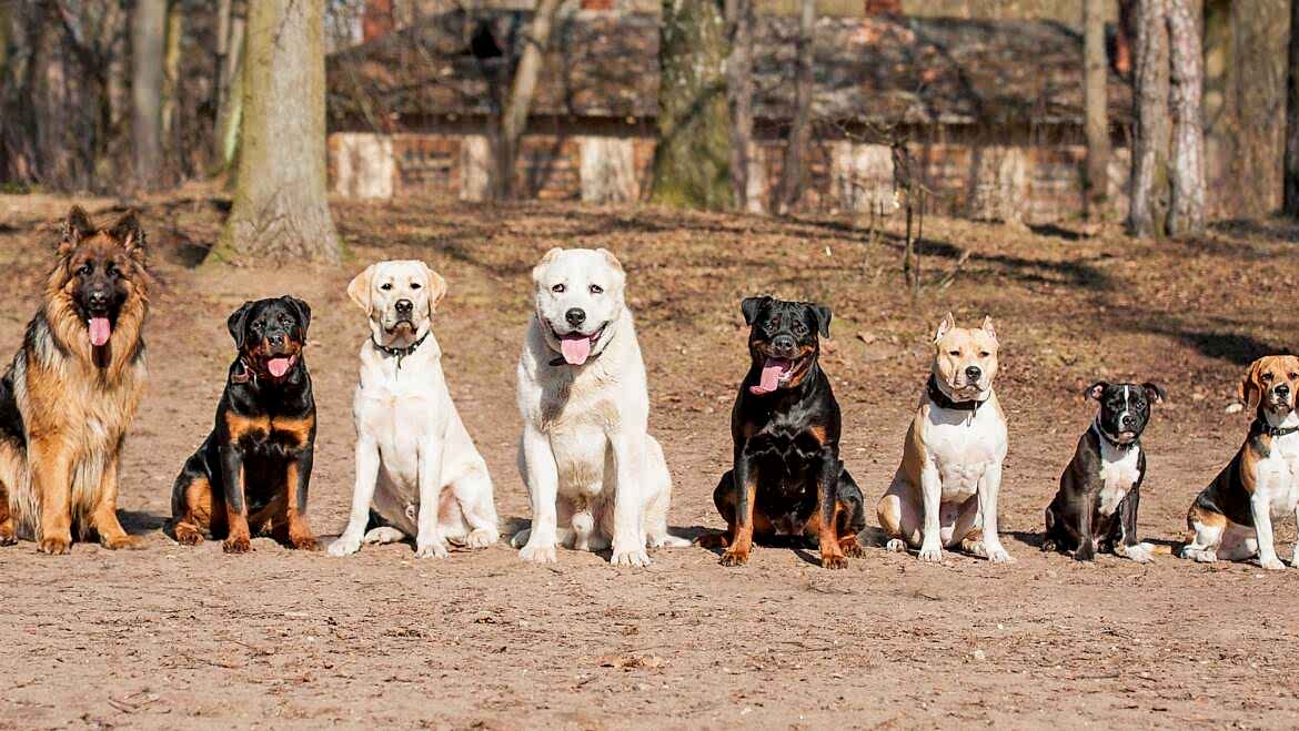 Davranış Bozukluğu ve Sosyalizasyon Eğitimi