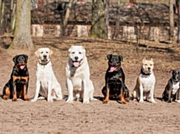 Davranış Bozukluğu ve Sosyalizasyon Eğitimi