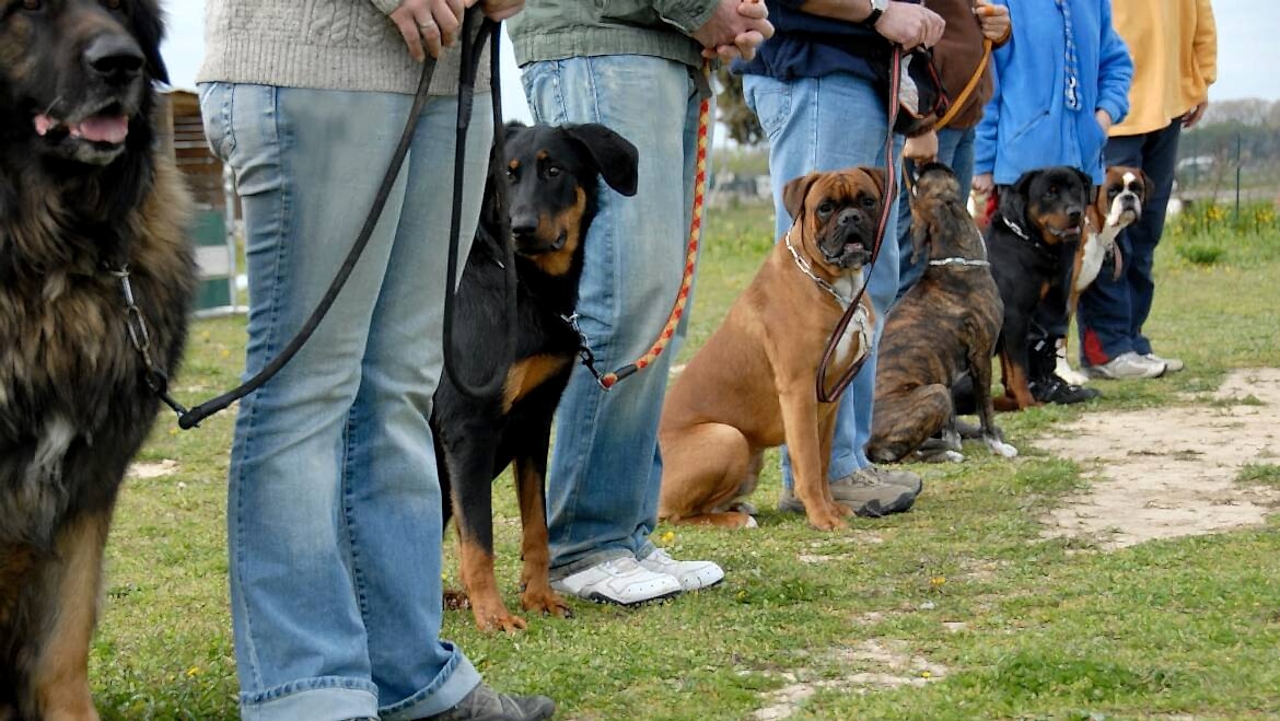 Köpek Eğitiminde Dikkat Edilmesi Gerekenler