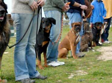 Temel İtaat Eğitimi