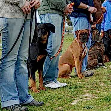 Köpek Eğitiminde Dikkat Edilmesi Gerekenler